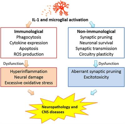 Microglia and CNS Interleukin-1: Beyond Immunological Concepts